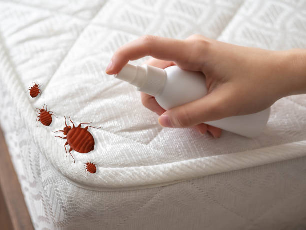 Emergency Pest Control in Georgetown, CA